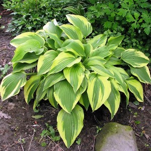 Хоста Антиох (Hosta Antioch)