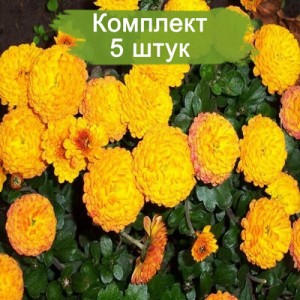 Комплект 5шт / Хризантема Балиос (Мультифлора/Желтая)