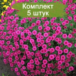 Комплект 5шт / Хризантема Проксима (Мультифлора/Сиреневая) (Предзаказ)