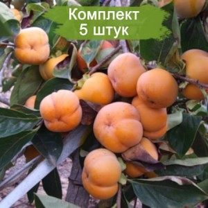 Комплект 5шт / Хурма Джон рик (Предзаказ)