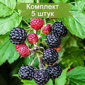 Комплект 5шт / Малина Кумберленд (Черная)