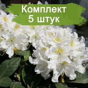 Комплект 5шт / Рододендрон Каннингемс Уайт