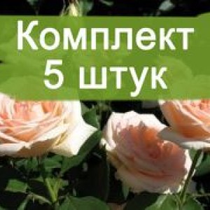 Комплект 5шт / Роза Осиана(чайно-гибридная)