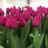 Комплект 5шт / Тюльпан Пурпл Равен