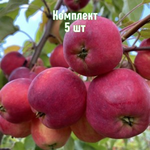 Комплект 5шт / Яблоня Синап Минусинский